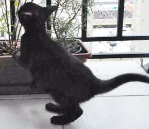 Gato raça SRD idade 2 a 6 meses nome FIFI