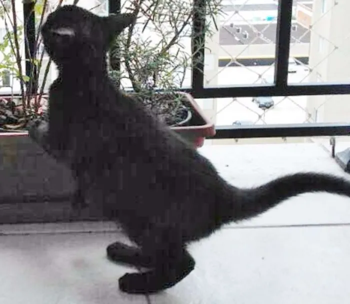 Gato ra a SRD idade 2 a 6 meses nome FIFI