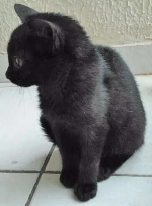 Gato raça SRD idade 2 a 6 meses nome FOFO