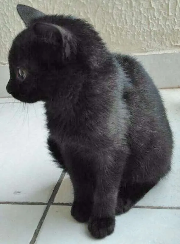 Gato ra a SRD idade 2 a 6 meses nome FOFO