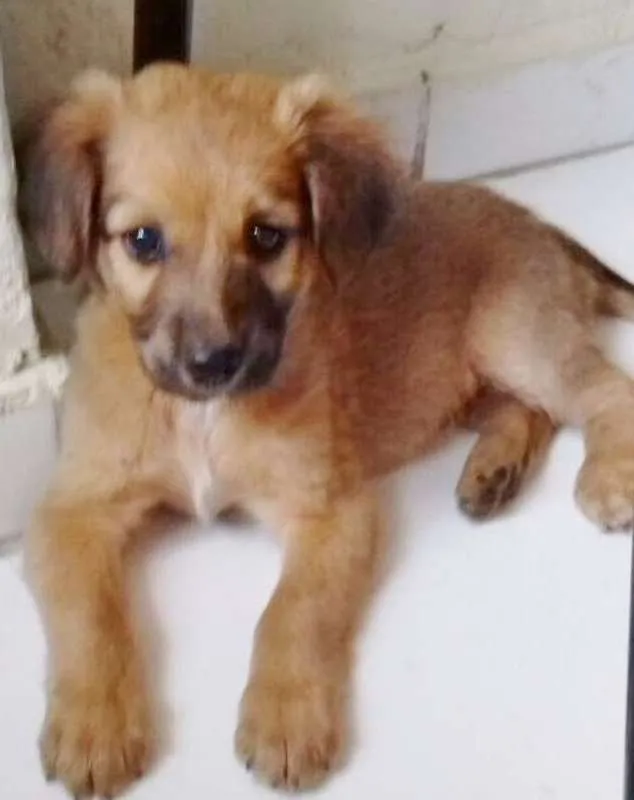 Cachorro ra a SRD idade 2 a 6 meses nome TICO