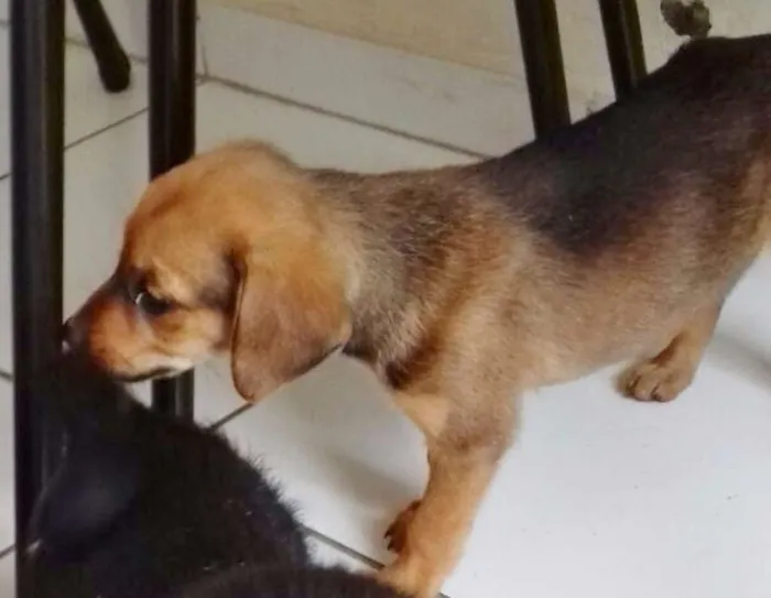 Cachorro ra a SRD idade 2 a 6 meses nome TECA