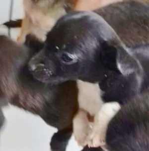 Cachorro raça SRD idade 2 a 6 meses nome TUTUCA