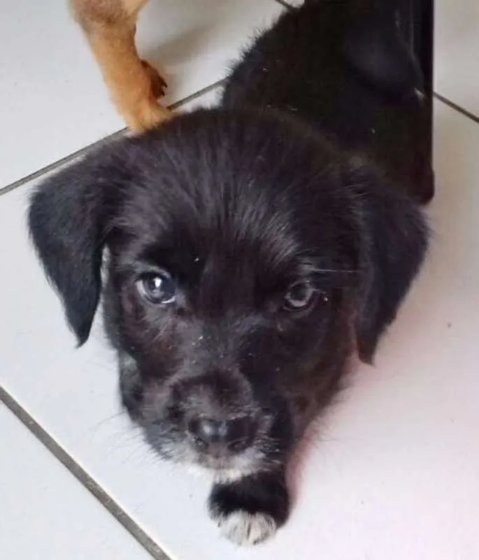 Cachorro ra a SRD idade 2 a 6 meses nome NENÉM