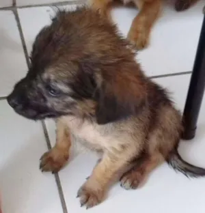 Cachorro raça SRD idade 2 a 6 meses nome NINO