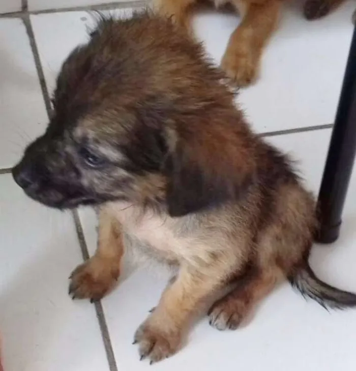 Cachorro ra a SRD idade 2 a 6 meses nome NINO