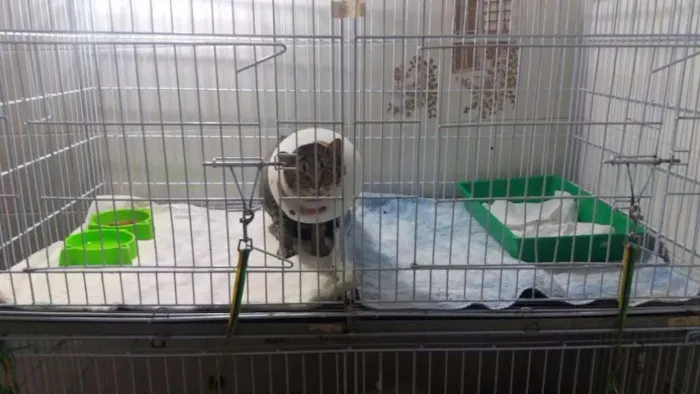 Gato ra a  idade 2 anos nome Cinza