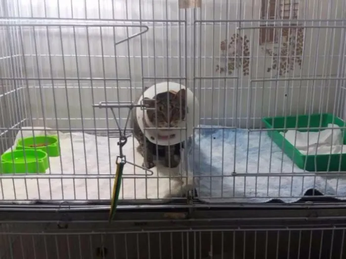 Gato ra a  idade 2 anos nome Cinza