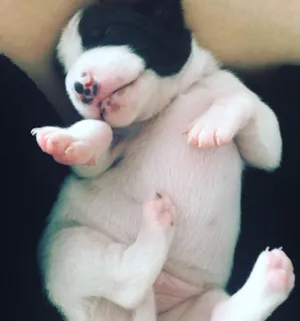 Cachorro raça SRD idade 2 a 6 meses nome Chuck