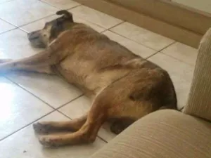 Cachorro raça Vira lata idade 6 ou mais anos nome Bilu