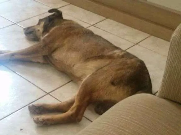 Cachorro ra a Vira lata idade 6 ou mais anos nome Bilu