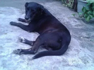Cachorro raça Vira-Lata idade  nome BOB
