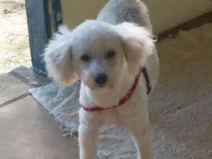 Cachorro raça Poodle  idade 1 ano nome Sem nome