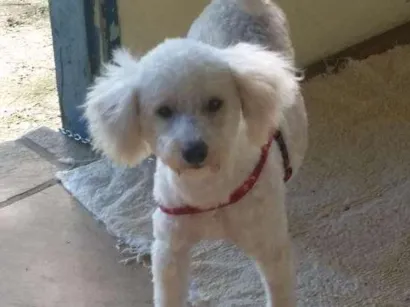 Cachorro raça Poodle  idade 1 ano nome Sem nome
