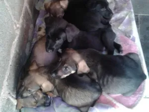 Cachorro raça Viralata idade 2 a 6 meses nome Não tem nome