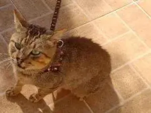 Gato raça mestiço idade 2 anos nome Janjão