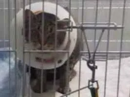 Gato ra a  idade 2 anos nome Cinza