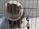 Gato raça  idade 2 anos nome Cinza