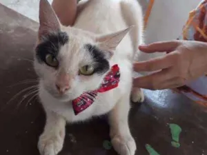 Gato raça SRD idade 2 anos nome Miada