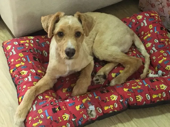 Cachorro ra a Srd idade 7 a 11 meses nome Ripchip