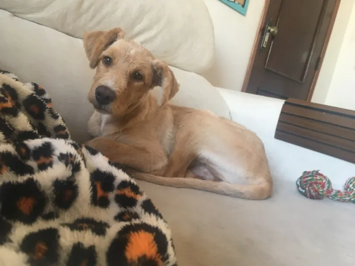 Cachorro ra a Srd idade 7 a 11 meses nome Ripchip