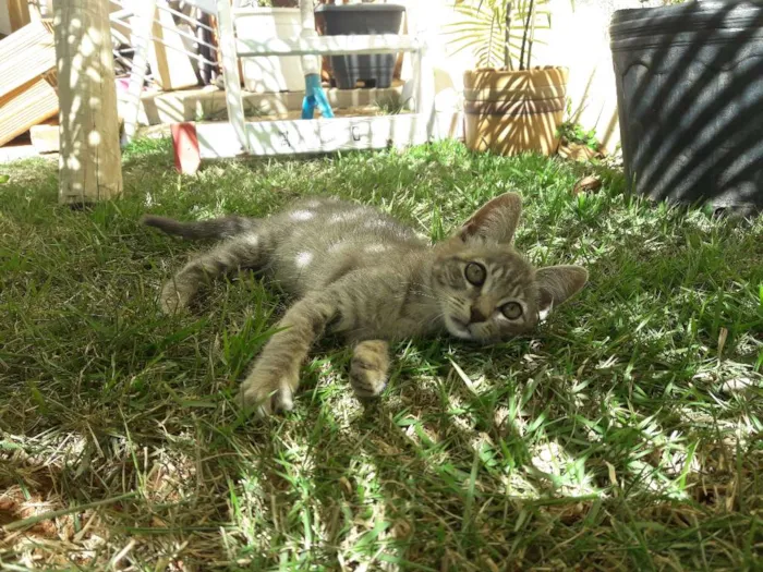Gato ra a  idade 2 a 6 meses nome Babi