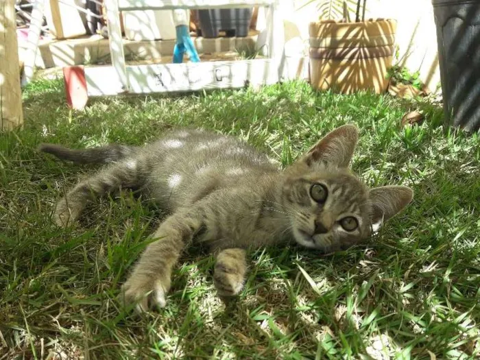 Gato ra a  idade 2 a 6 meses nome Babi