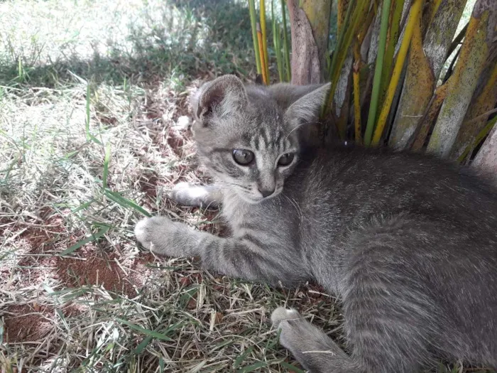 Gato ra a  idade 2 a 6 meses nome Babi