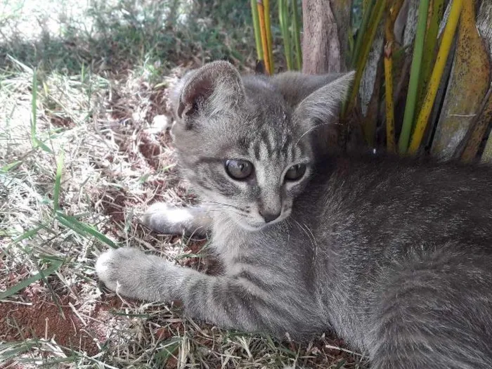 Gato ra a  idade 2 a 6 meses nome Babi
