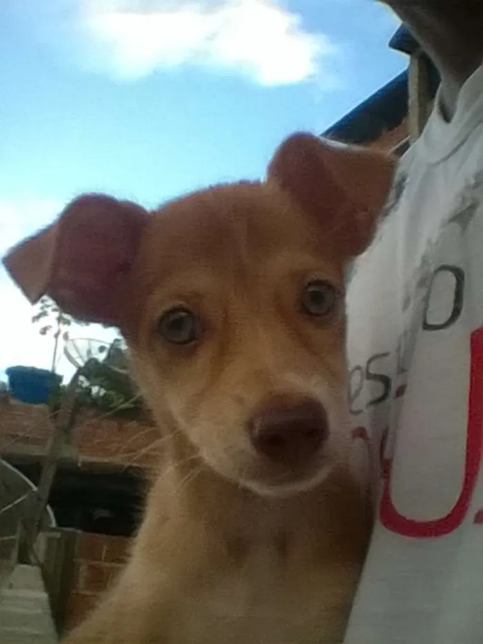 Cachorro raça pinscher,desconhecida  idade 1 ano nome nina,mel