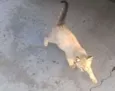 Albert