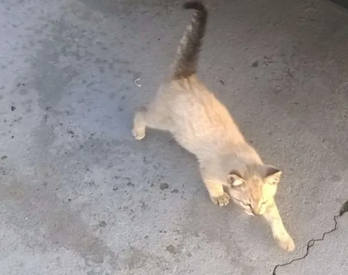 Gato ra a SRD idade Abaixo de 2 meses nome Albert