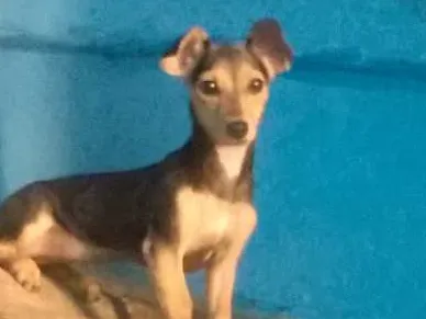Cachorro raça pinscher,desconhecida  idade 1 ano nome nina,mel
