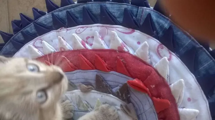 Gato ra a SRD idade Abaixo de 2 meses nome Albert