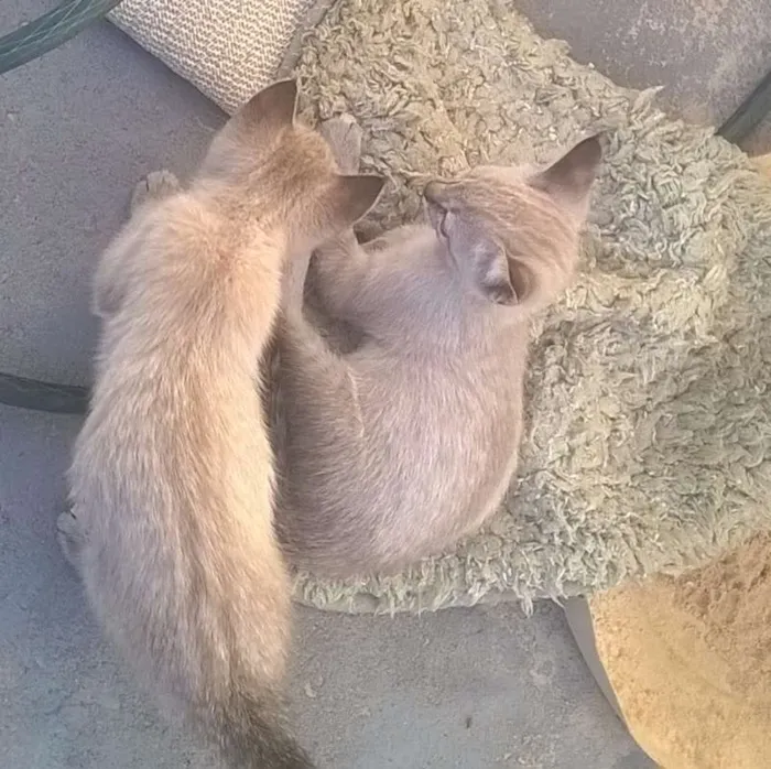 Gato ra a SRD idade Abaixo de 2 meses nome Charlote e Valentina