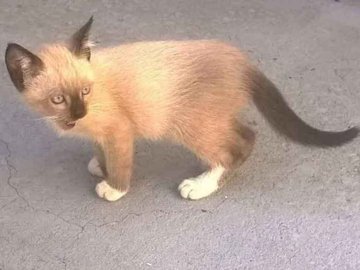 Gato ra a SRD idade Abaixo de 2 meses nome Charlote e Valentina
