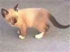 Gato raça SRD idade Abaixo de 2 meses nome Charlote e Valentina