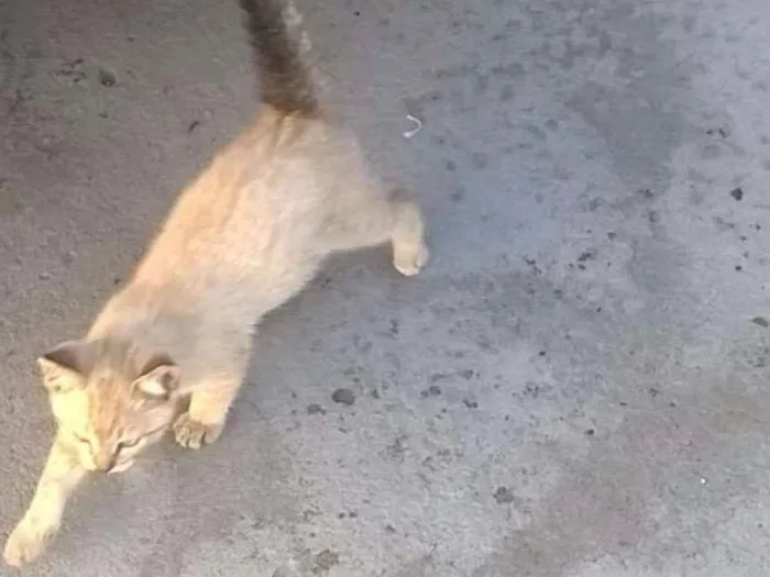 Gato ra a SRD idade Abaixo de 2 meses nome Albert