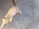 Gato raça SRD idade Abaixo de 2 meses nome Albert