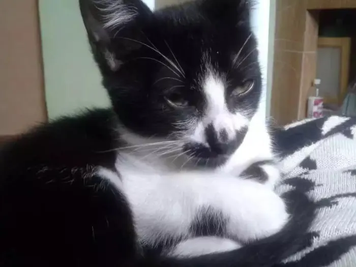 Gato ra a SRD idade 2 a 6 meses nome S/N