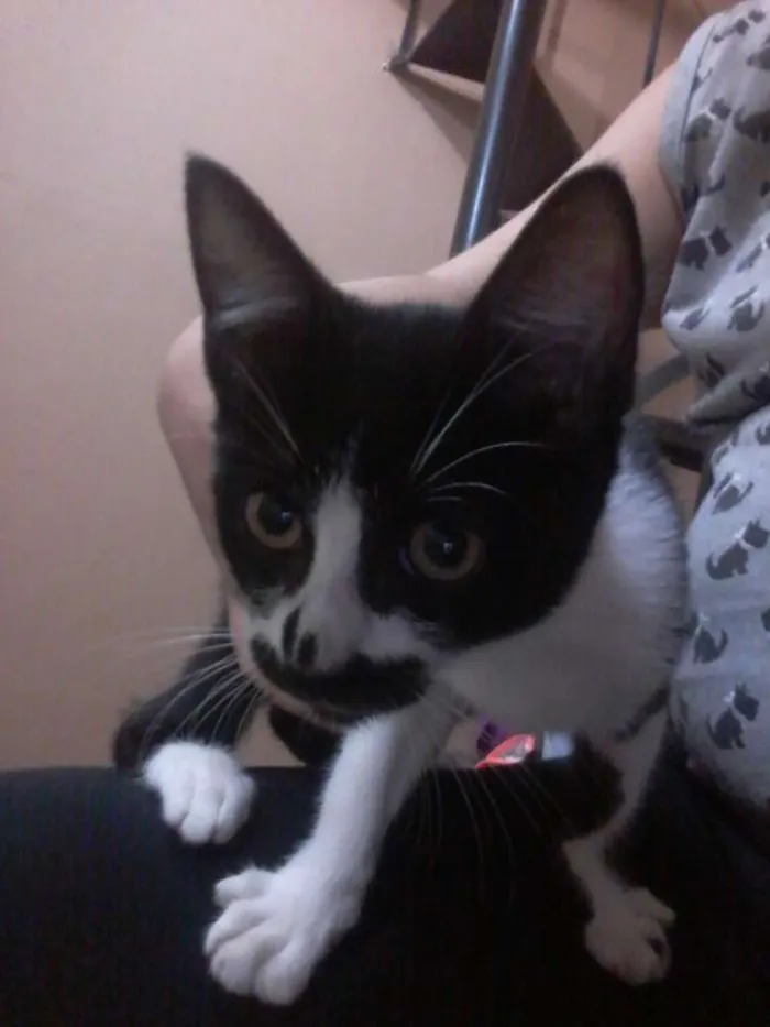 Gato ra a SRD idade 2 a 6 meses nome S/N