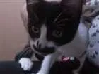 Gato raça SRD idade 2 a 6 meses nome S/N