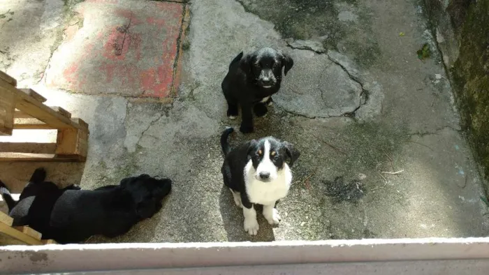 Cachorro ra a Sem raça idade Abaixo de 2 meses nome Filhotes