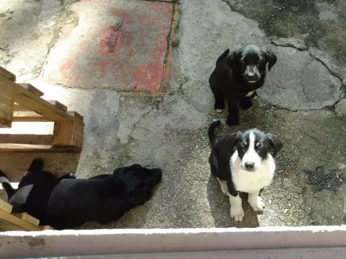 Cachorro ra a Sem raça idade Abaixo de 2 meses nome Filhotes