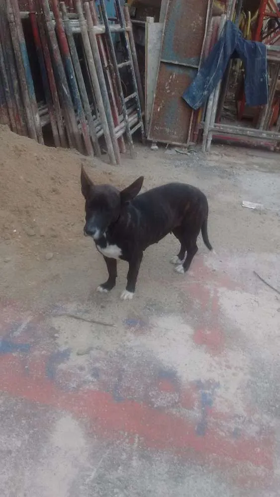 Cachorro ra a Pastor x pitbul idade 1 ano nome Madonna