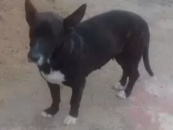 Cachorro ra a Pastor x pitbul idade 1 ano nome Madonna