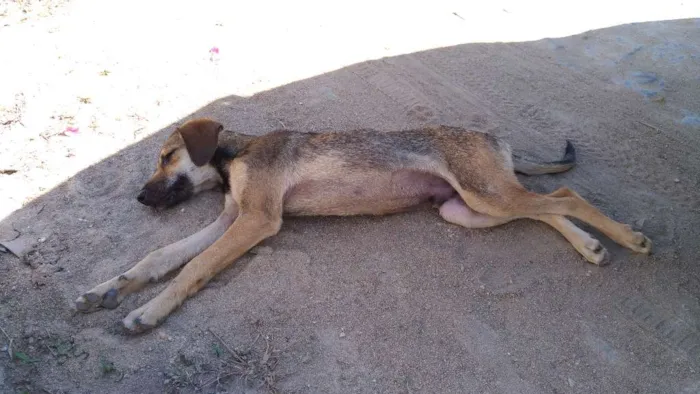 Cachorro ra a Não informada idade 1 ano nome Não tem