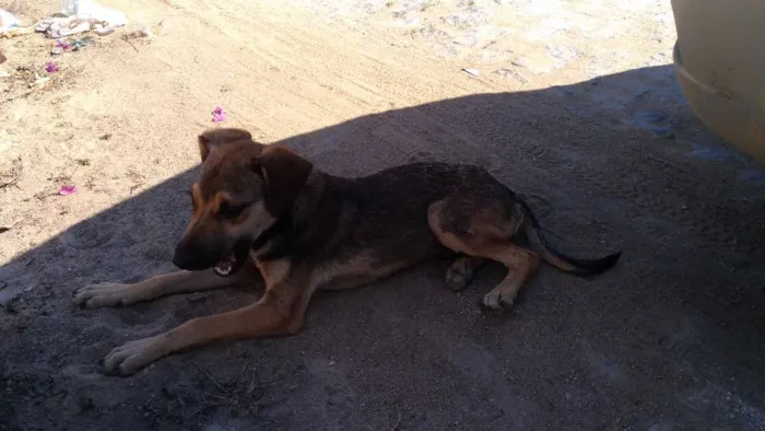 Cachorro ra a Não informada idade 1 ano nome Não tem