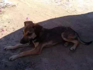 Cachorro raça Não informada idade 1 ano nome Não tem