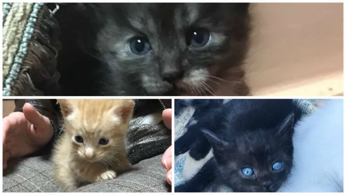 Gato ra a gato idade Abaixo de 2 meses nome tiquinho